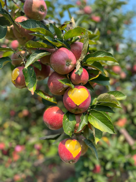 red apples with a heart image hanging from a tree