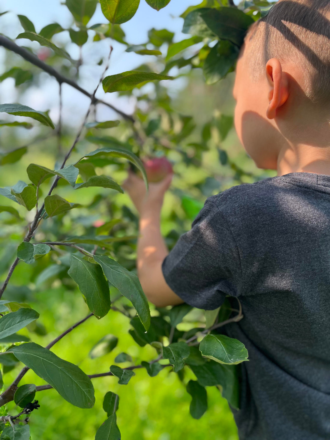 Jacqueline's Son Picking Apples